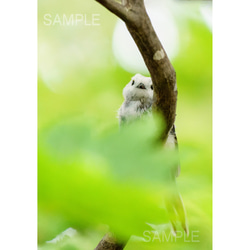 ひょっこり、夏のシマエナガ。北海道野鳥写真 1枚目の画像