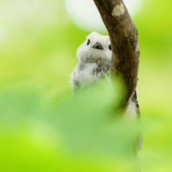 ひょっこり、夏のシマエナガ。北海道野鳥写真 2枚目の画像