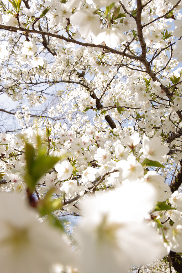 【再販】New☆壁であそぼう アートパネル・写真・木・葉っぱ・緑・桜 ・春 7枚目の画像