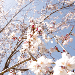 【再販】New☆壁であそぼう アートパネル・写真・木・葉っぱ・緑・桜 ・春 8枚目の画像