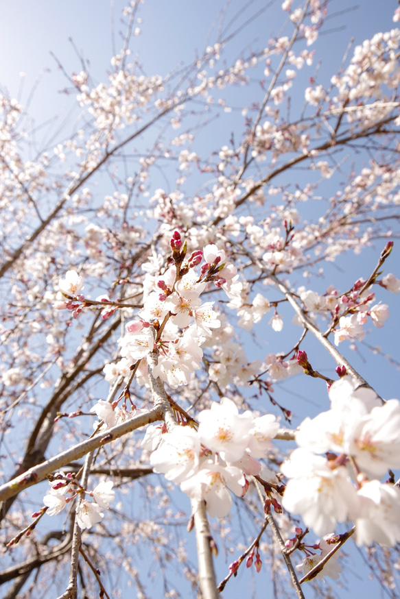 【再販】New☆壁であそぼう アートパネル・写真・木・葉っぱ・緑・桜 ・春 8枚目の画像