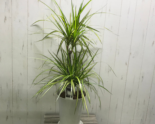 ドラセナ マジナータゴールド 陶器鉢 お皿付き　1 ドラセナ マジナータゴールド 陶器鉢 お皿付き 1 - メルカリ