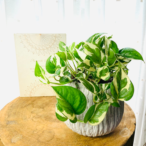 ポトス 青白い花柄の陶器鉢 楽天市場】ポトス（エンジョイ） 白色 丸型 陶器鉢 鉢植え 鉢 陶器 苗