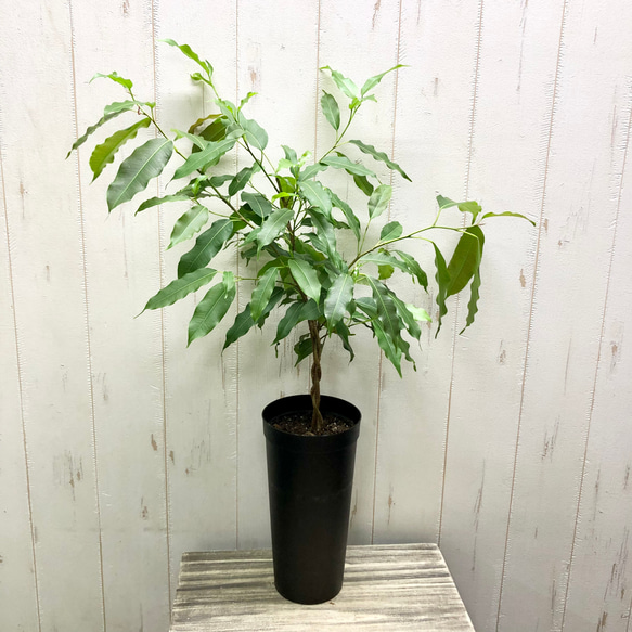 希少種 フィカス ストリクタ 3.5-4号鉢 その他インテリア雑貨 PLANTS 