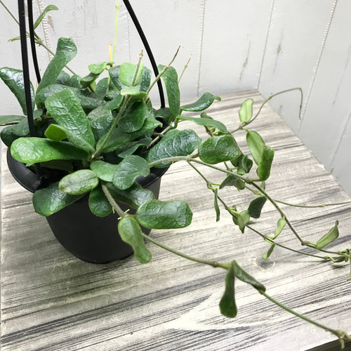 hoya ホヤ フィルラ ロング 4号 株立ち 希少種 Hoya rotundiflora ホヤ ロツンディフォリア 4号