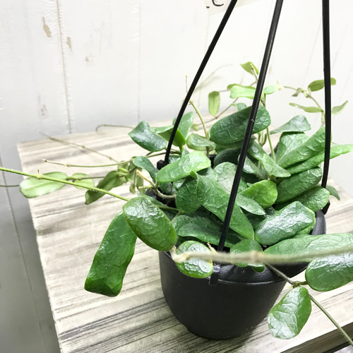 hoya ホヤ フィルラ ロング 4号 株立ち 希少種 Hoya rotundiflora ホヤ ロツンディフォリア 4号