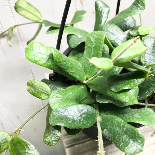 株立ち 希少種 Hoya rotundiflora ホヤ ロツンディフォリア 4号 吊り鉢