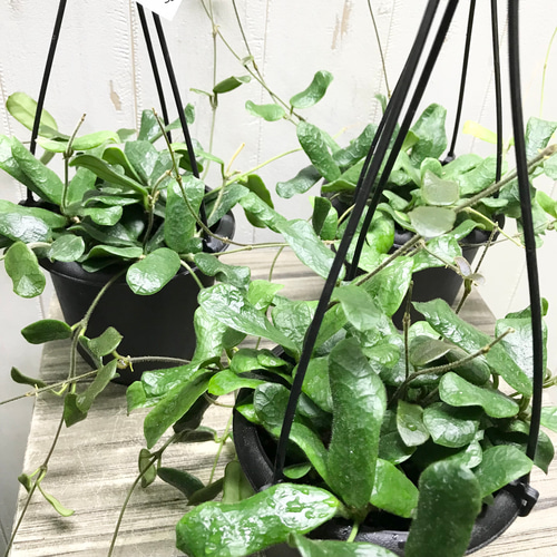 希少 hoya ホヤ peltata ⑤ 3号鉢 希少 hoya ホヤ peltata ⑤ 3号鉢
