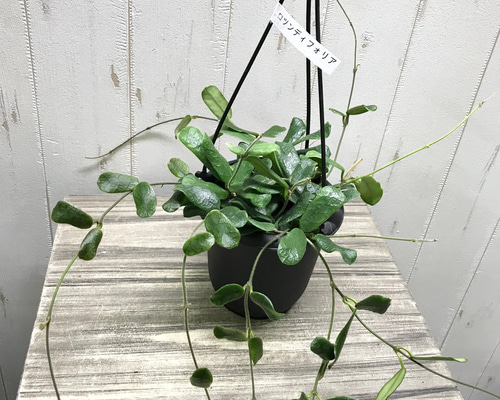 hoya ホヤ フィルラ ロング 4号 ホヤ：ロツンデフォリア 4号吊り鉢** の通販 | 園芸ネット