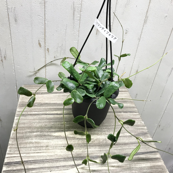 株立ち 希少種 Hoya rotundiflora ホヤ ロツンディフォリア 4号