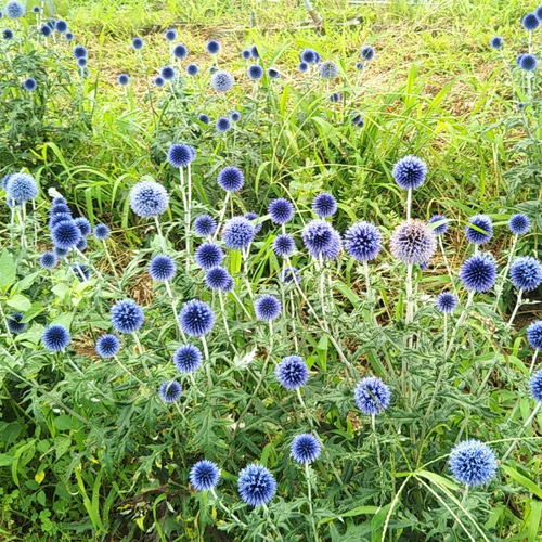 ルリタマアザミ<ベッチーズブルー> エキノプス 生花 長さ約50 ルリタマアザミ<ベッチーズブルー> エキノプス 生花 長さ約50