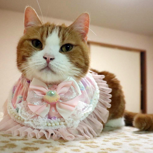 【ピンクの猫】3着まとめてご購入 楽天市場】＼200円OFFクーポン有／ 猫専用術後服 ネコキャット