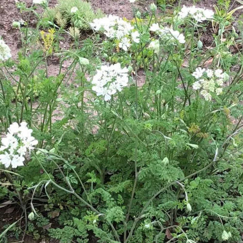 オルレア ホワイトレースフラワー 種子 100粒 多肉植物 ちいさなうさぎ