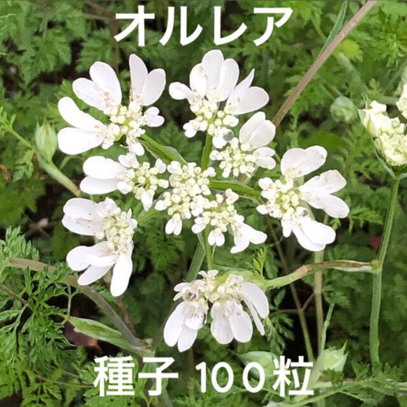 なお　植物レア本　まとめ売り　7冊！ なお様専用 植物レア本 まとめ売り 7冊！ 趣味・スポーツ・実用