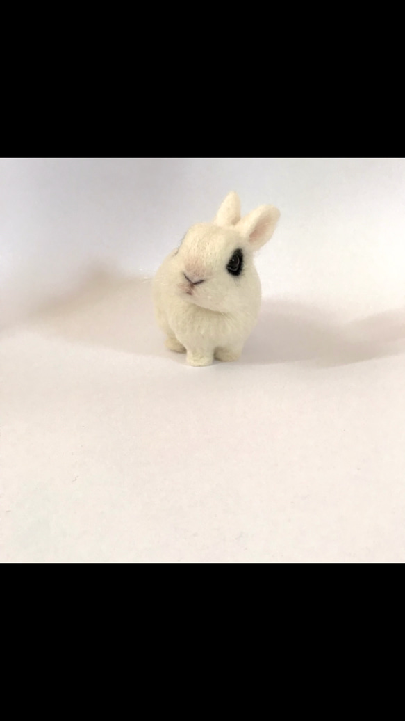【楽天カード分割】 うさぎ 羊毛フェルト ドワーフホト ミニうさぎ ネザーランド 羊毛フェルト