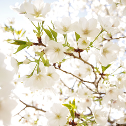 [再販]New☆壁であそぼう アートパネル・写真・木・葉っぱ・緑・桜 ・春 7枚目の画像