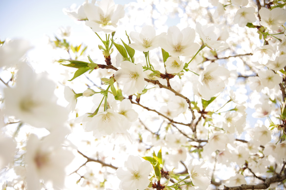 [再販]New☆壁であそぼう アートパネル・写真・木・葉っぱ・緑・桜 ・春 7枚目の画像