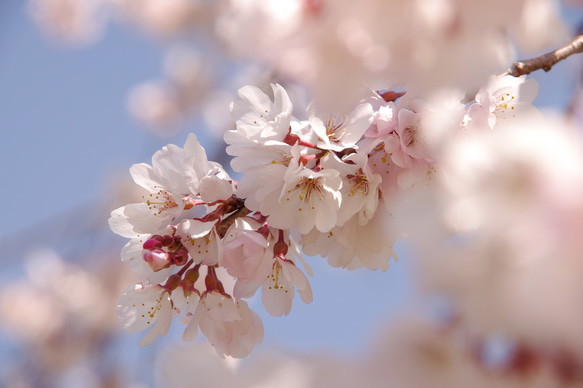 [再販]New☆壁であそぼう アートパネル・写真・木・葉っぱ・緑・桜 ・春 8枚目の画像