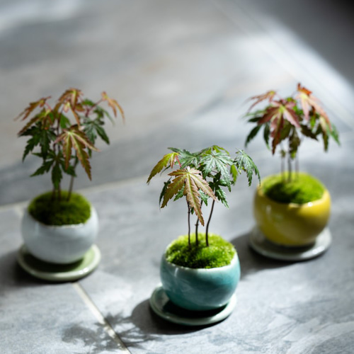 ヤマモミジの林｜S｜【受皿セット】 盆栽 Sekibokka 通販 14359734