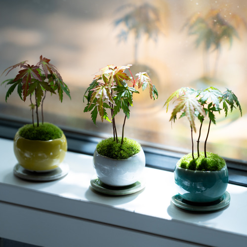 ヤマモミジの林｜S｜【受皿セット】 盆栽 Sekibokka 通販 14359734