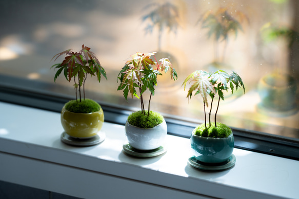 ヤマモミジの林｜S｜【受皿セット】 盆栽 Sekibokka 通販 14359734