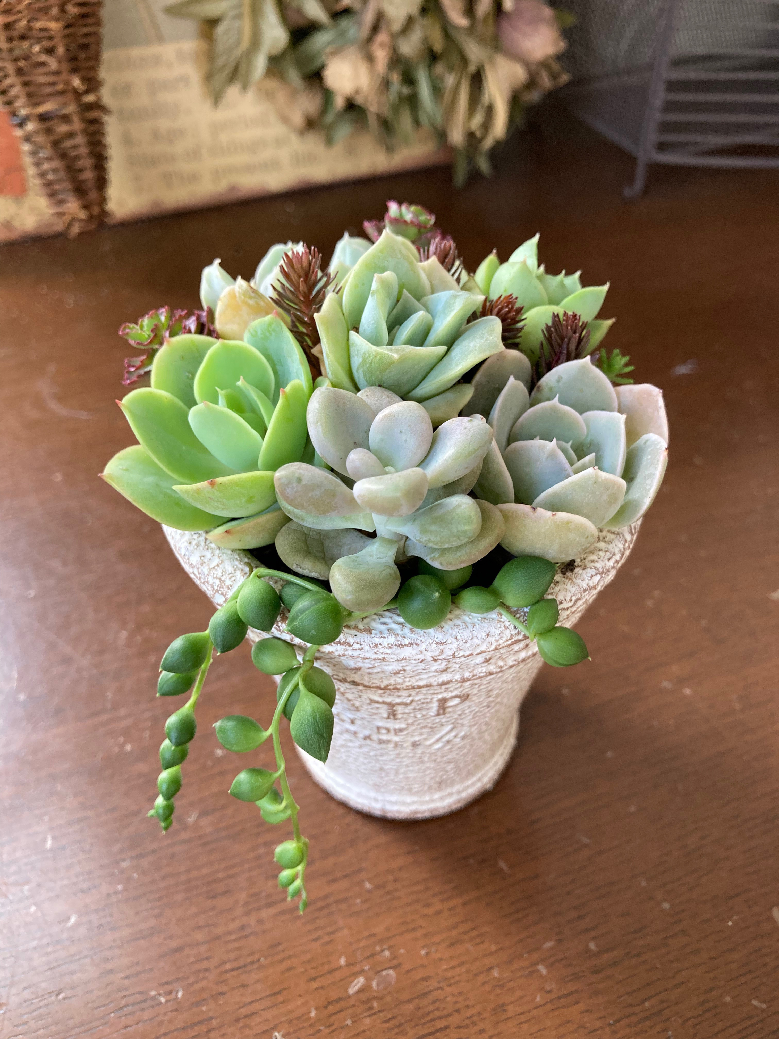 多肉植物用鉢 一品物 穴窯自然釉 【公式通販】