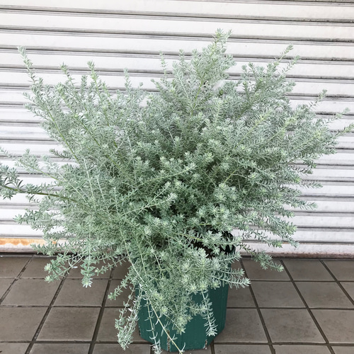 通販生活 ファッション 現品お届け♡ スモーキー ウエストリンギア 超大株 斑入り 常緑樹