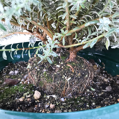 現品お届け♡ 斑入り 超大株 ウエストリンギア スモーキーホワイト 10