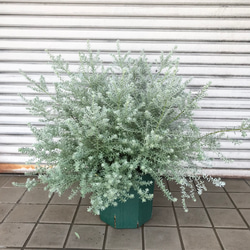 満点の 斑入り ウエストリンギア スモーキーホワイト 大株 植物/観葉