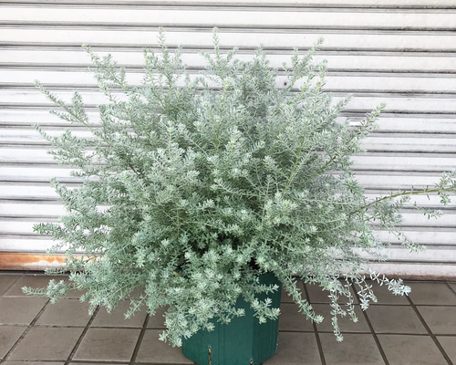 現品お届け♡ 斑入り 超大株 ウエストリンギア スモーキー