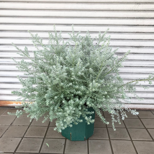 bloom | 【入荷しました】ウエストリンギア🌿 ウエストリンギア