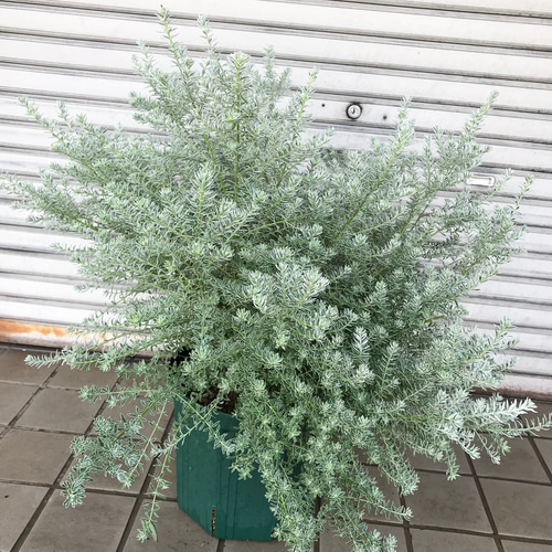 現品お届け♡ 斑入り 超大株 ウエストリンギア スモーキーホワイト 10