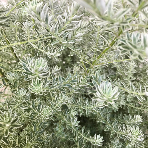 現品お届け♡ 斑入り 超大株 ウエストリンギア スモーキーホワイト 10