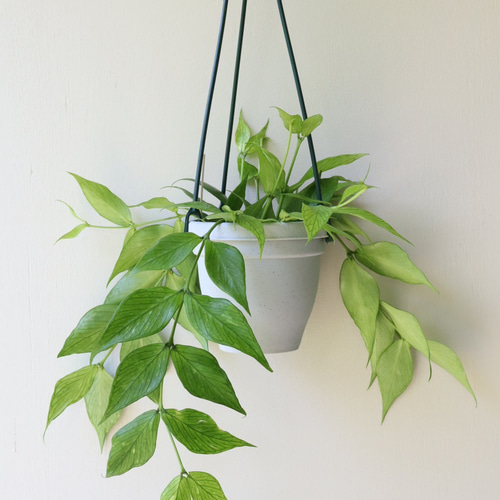 人気のホヤ「フィッシュテールホヤ」吊り鉢＊希少種＊観葉植物 アート