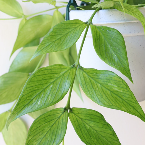 人気のホヤ「フィッシュテールホヤ」吊り鉢＊希少種＊観葉植物 アート