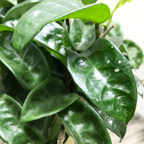 株立ち♡ 希少種 ホヤ クリンクルエイト ハンギング 鉢カバー その他