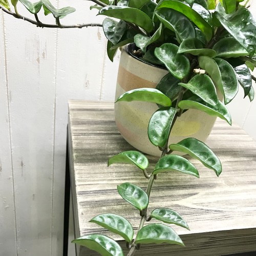 株立ち♡ 希少種 ホヤ クリンクルエイト ハンギング 鉢カバー その他