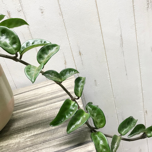 株立ち♡ 希少種 ホヤ クリンクルエイト ハンギング 鉢カバー その他