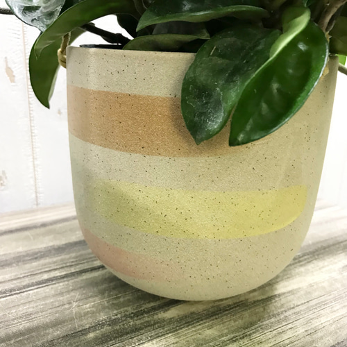 株立ち♡ 希少種 ホヤ クリンクルエイト ハンギング 鉢カバー その他