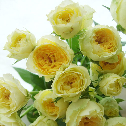 レア‼️切り花品種 薔薇 レア切花品種・薔薇☆白〜淡ベージュ色の気品あるバラ☆4号