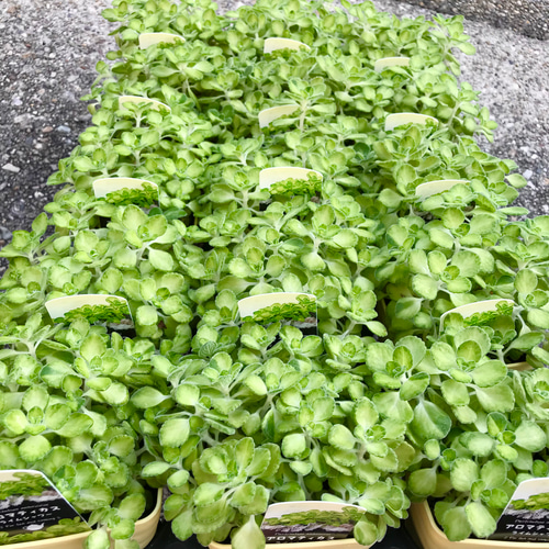 株立ち 斑入り♡ プレクトランサス アロマティカス ライムシャワー 3.5