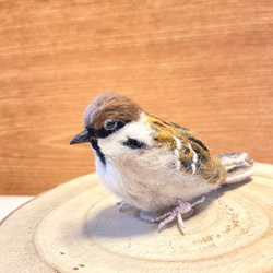 【スズメ】リアルスズメちゃん　/雀　すずめ　野鳥　鳥　小鳥　羊毛フェルト　チュン　インテリア雑貨　癒し　ぬいぐるみ 13枚目の画像