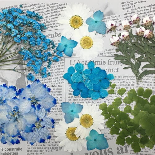 押し花素材 フラワーガーデン ブルー ♪ その他素材 B-Gluck 通販  