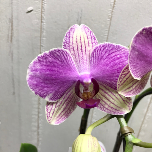 本物♡ お花超長持ち♡ 最長8ヶ月開花！！ ミディ胡蝶蘭 アンスラ