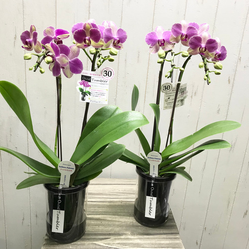 本物♡ お花超長持ち♡ 最長8ヶ月開花！！ ミディ胡蝶蘭