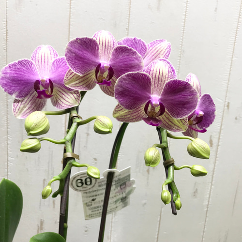 本物♡ お花超長持ち♡ 最長8ヶ月開花！！ ミディ胡蝶蘭 アンスラ