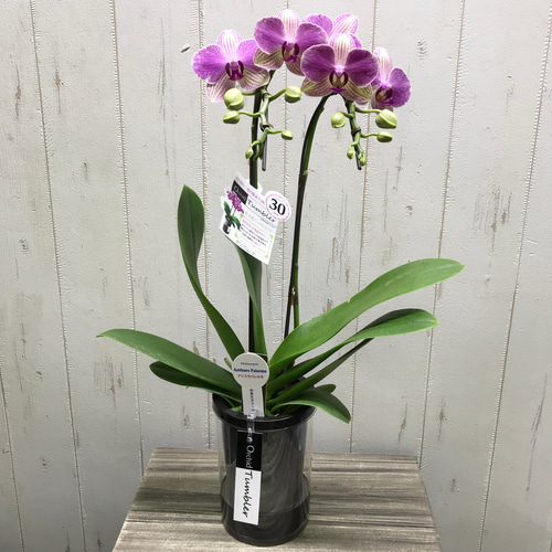 ミディコチョウラン：パレルモ3本立ち5.5号陶器鉢植え の通販