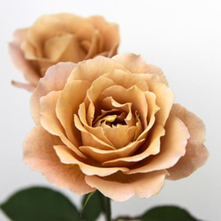 レア切花品種・薔薇☆シックなブラウン系のバラ（ Raffine porte）☆4