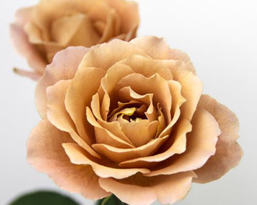 7707b5e0dd952f0522373de2ace961