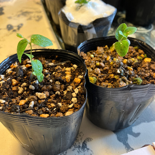 ブルー系壺型クレマチス1苗 多肉植物 植花夢 通販 14367816